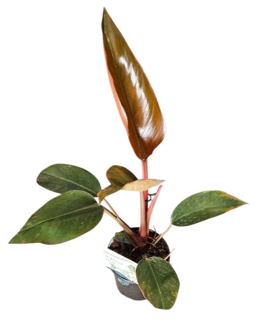 Philodendron Imperial red 130mm