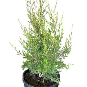 Kunzea affinis 200mm