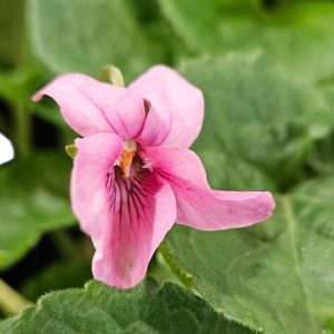 Viola odorata Pink 140mm