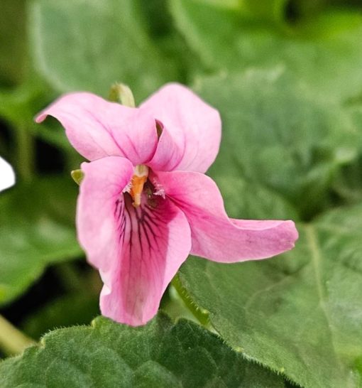 Viola odorata Pink 140mm