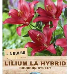 Lilium Bourbon Street 3 Bulbs