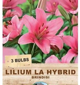Lilium Brindisi 3 Bulbs
