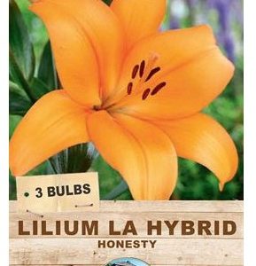 Lilium Honesty 3 Bulbs