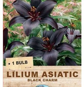 LILIUM ASIATIC BLACK CHARM 1 BULB