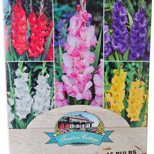 Gladioli Collection Gift Box 15 Bulbs