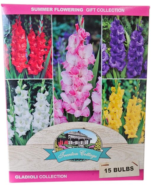 Gladioli Collection Gift Box 15 Bulbs