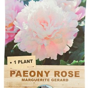 Paeony Rose Marguerite Gerard 1 Plant