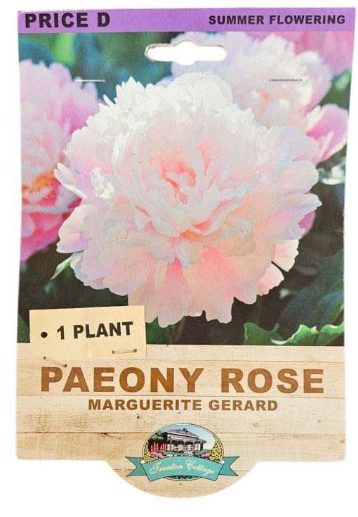 Paeony Rose Marguerite Gerard 1 Plant