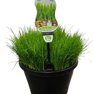 Cat Grass 200mm