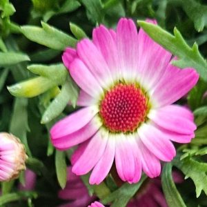 Argyranthemum Sassy Pink 200mm