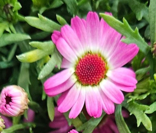 Argyranthemum Sassy Pink 200mm