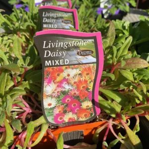 Livingstone Daisy Mixed Punnet
