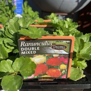 Ranunculus Double Mixed Punnet