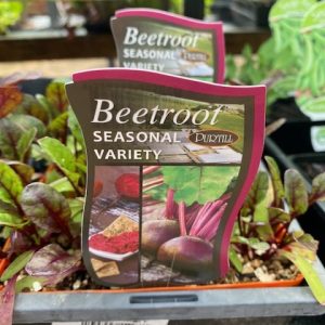 Beetroot Seasonal Variety Punnet