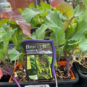 Broccoli Purple Sprouting Punnet
