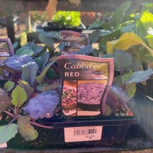 Cabbage Red Punnet