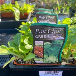 Pak Choi Green Punnet