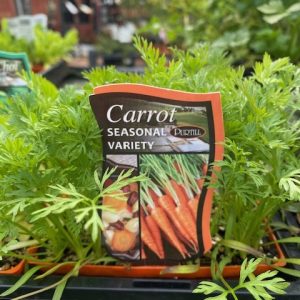 Carrot Seasonal Variety Punnet