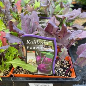 Kohlrabi Purple Punnet