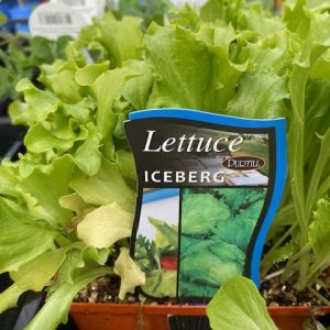 Lettuce Iceberg Punnet P