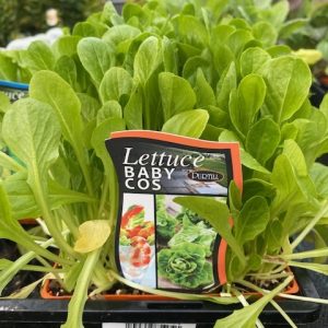 Lettuce Baby Cos Punnet
