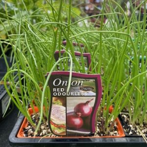 Onion Red Odourless Punnet