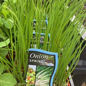 Onion Spring Punnet