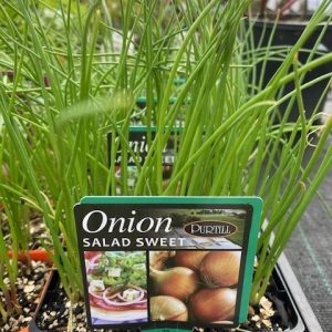 Onion Salad Sweet Punnet