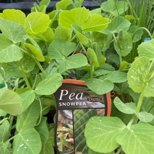 Pea Snowpea Punnet
