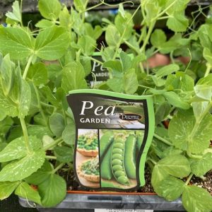 Pea Garden Punnet P
