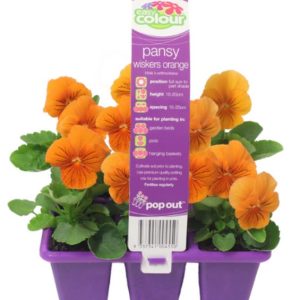 EASY SIX PANSY WHISKERS ORANGE