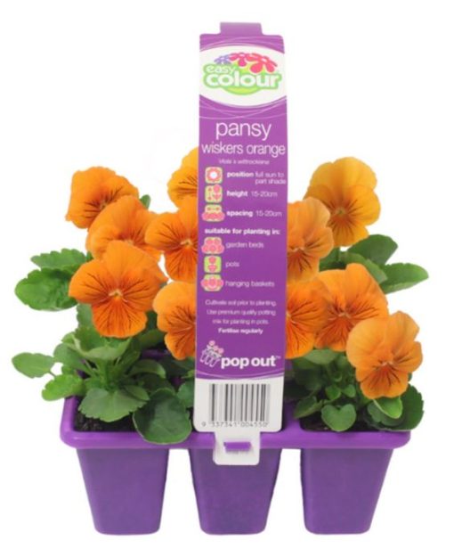EASY SIX PANSY WHISKERS ORANGE