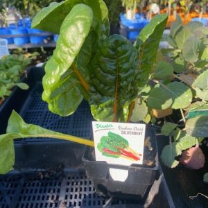 Silverbeet Rainbow Chard 100mm