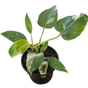 PHILODENDRON WHITE PRINCESS 200MM
