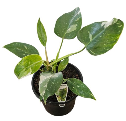 PHILODENDRON WHITE PRINCESS 200MM
