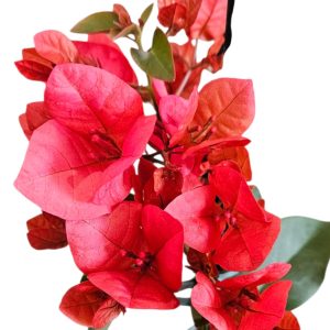 Bougainvillea Scarlet Glory 200mm