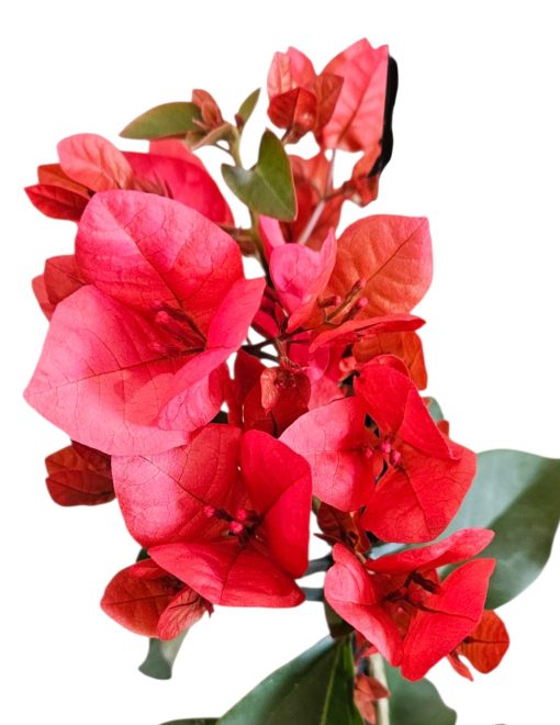 Bougainvillea Scarlet Glory 200mm