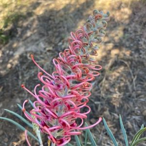Grevillea Cupid's Dream 200mm
