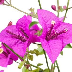 Bougainvillea Purple Cascade 200mm
