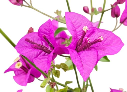Bougainvillea Purple Cascade 200mm