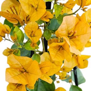 Bougainvillea Inca Gold 200mm