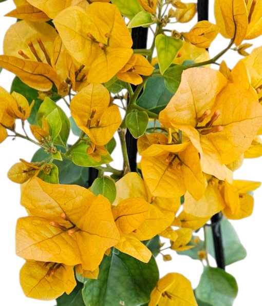 Bougainvillea Inca Gold 200mm