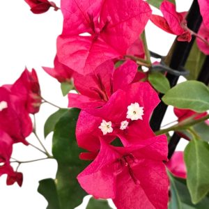 Bougainvillea Lolita 200mm