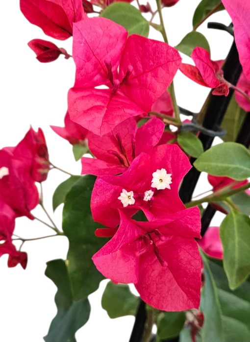 Bougainvillea Lolita 200mm