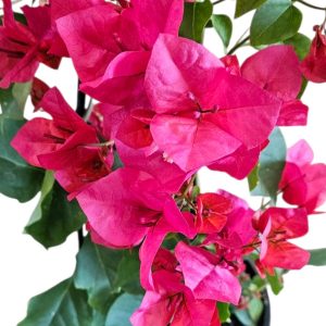 Bougainvillea Mary Palmer 200mm