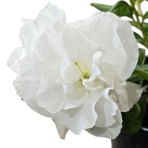 Azalea Inga White 125mm