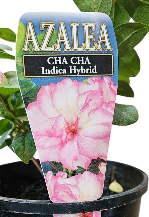 Azalea Cha Cha 125mm