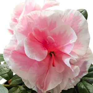 Azalea Yochelle Pink & Whiyte 125mm
