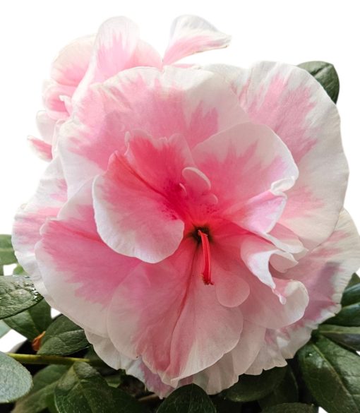 Azalea Yochelle Pink & Whiyte 125mm