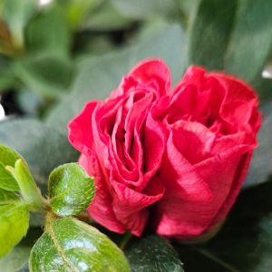 Azalea Guanda Red 125mm